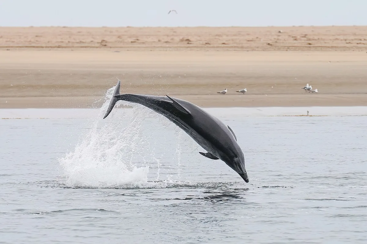 Baywatch Dolphin Tour – Pier 21 Galveston