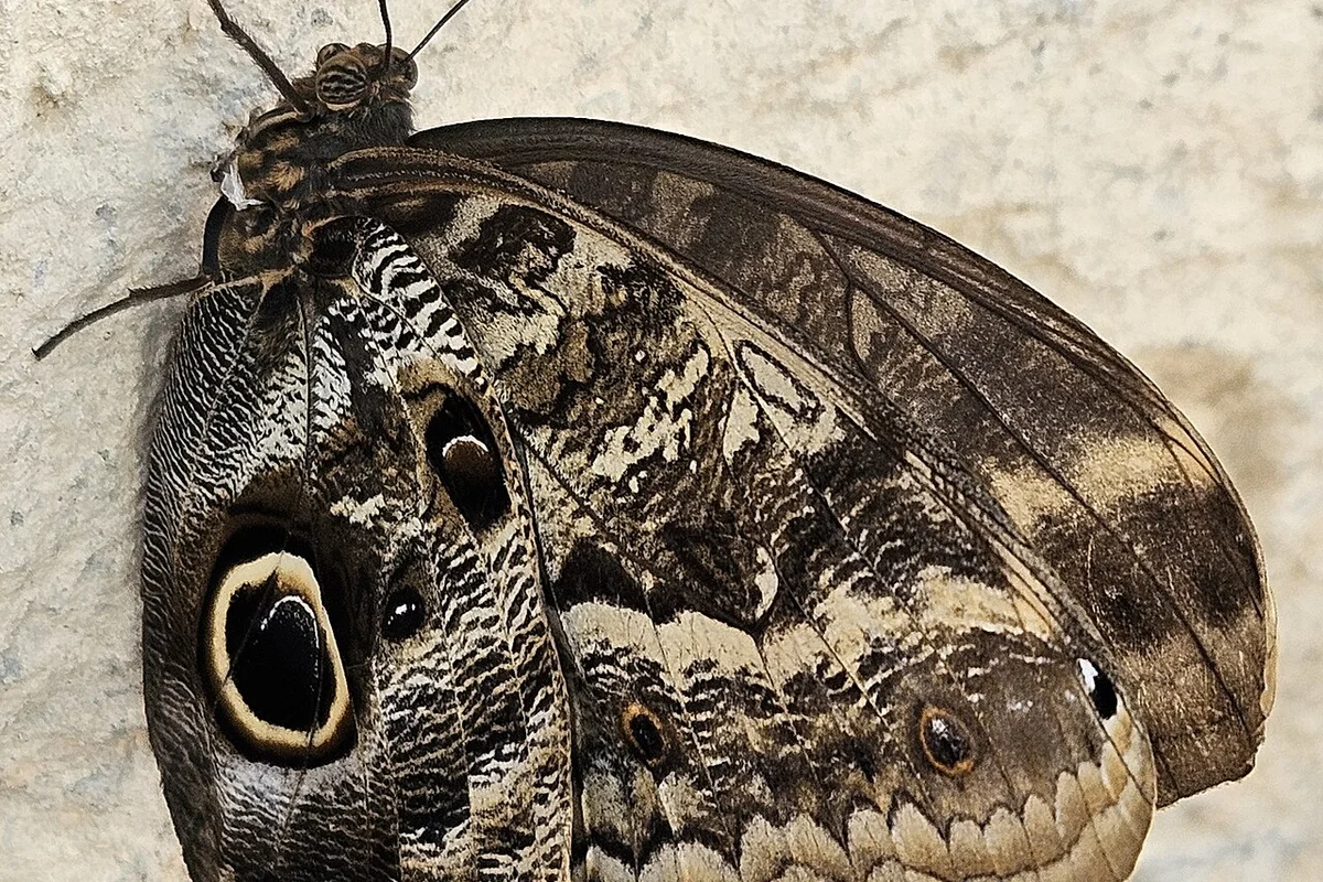 Houston Museum of Natural Science & Cockrell Butterfly Center